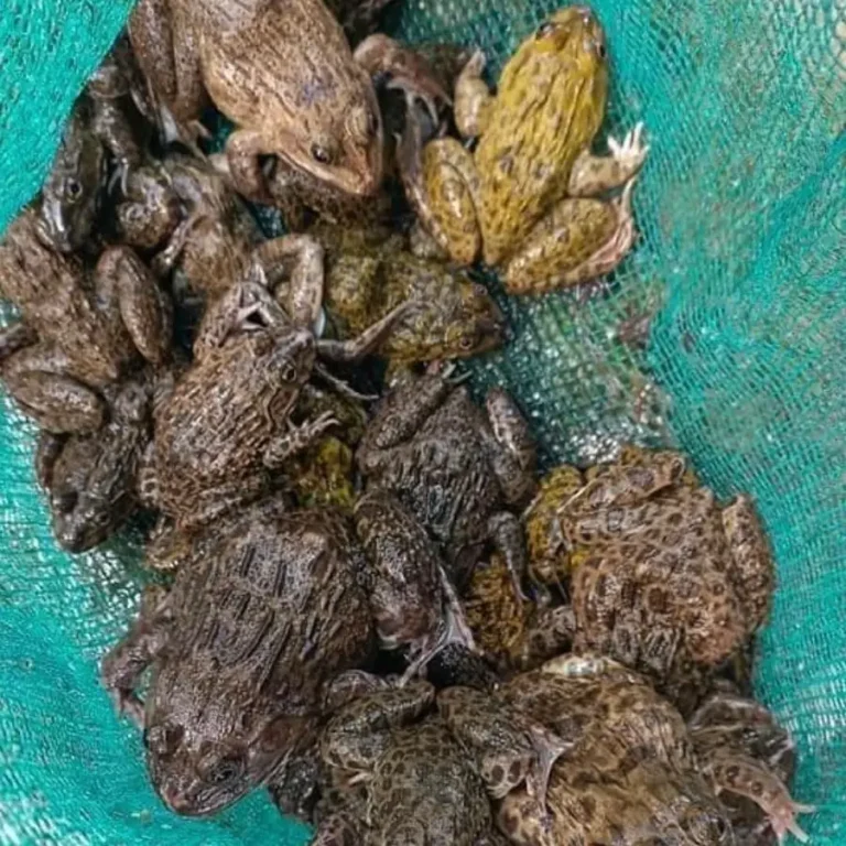 Ếch đồng tươi ngon chắc thịt