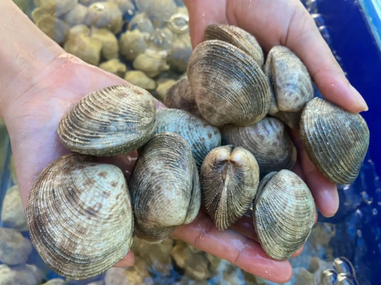 Ngao tươi sống sạch sẽ nguyên con.