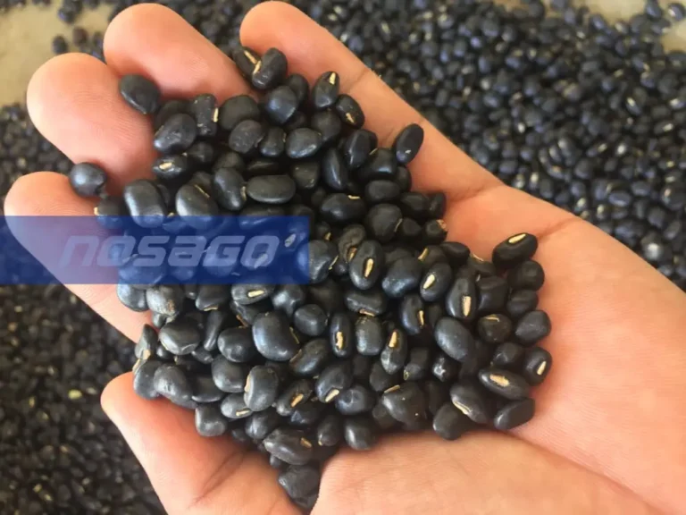 Tuyển chọn đậu đen chất lượng cao