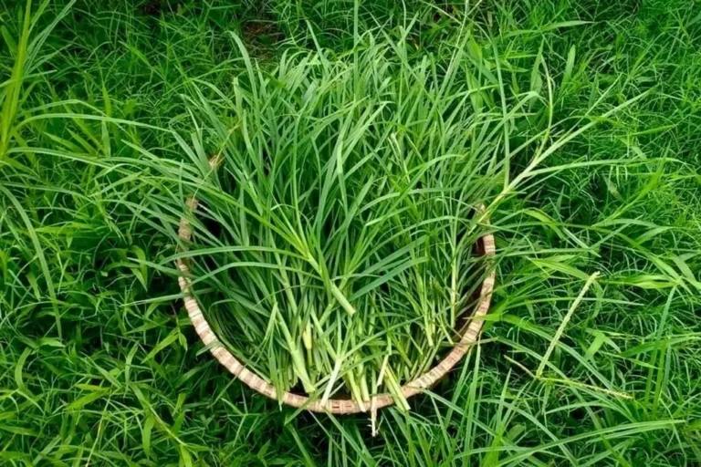 Cỏ mần trầu xanh tươi tự nhiên