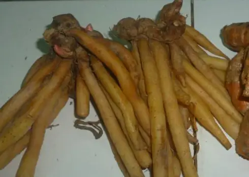 Gia vị đặc trưng: Ngải bún, nghệ, mắm ruốc