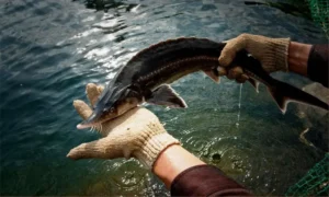 Cá tầm tươi bơi trong bể nước.