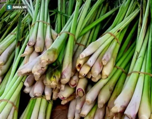 Sả tươi xanh mơn mởn, thân to chắc.