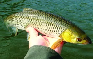 Cá chép tươi sống: Mắt trong, mang đỏ.