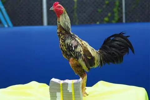 Gà thái lan - Giá trị, nhu cầu và kinh nghiệm nuôi