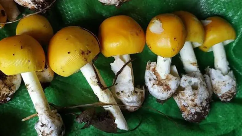 Nấm Trứng Gà - Hình ảnh đẹp, chi tiết và thực tế
