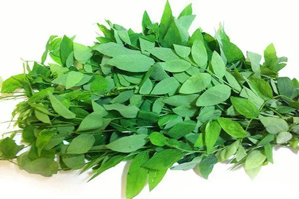 Rau Bồ Ngót - Hình ảnh đẹp, chi tiết và thực tế