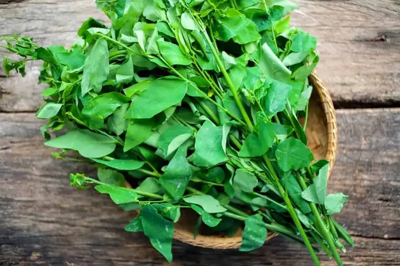Công Dụng Và Lợi Ích Sức Khỏe Của Rau Bồ Ngót