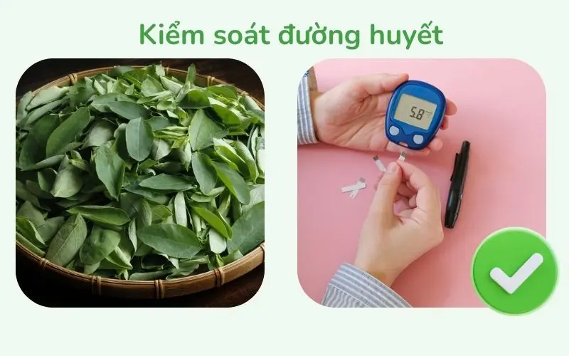 Rau bồ ngót - Ứng Dụng Trong Y Học Cổ Truyền Và Bài Thuốc Dân Gian